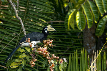 Oriental Pied Hornbill (Anthracoceros albirostris) perched on a tree branch in nature. High-quality wildlife photography in Thailand. © manoch