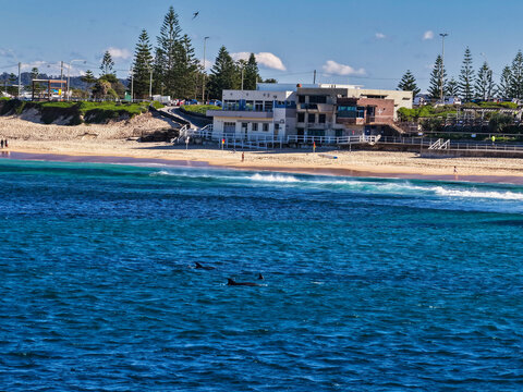 Aerial view of Merewether Beach with dolphins swimming in the blue ocean surf near the coastal surf club building in Merewether, New South Wales, Australia.