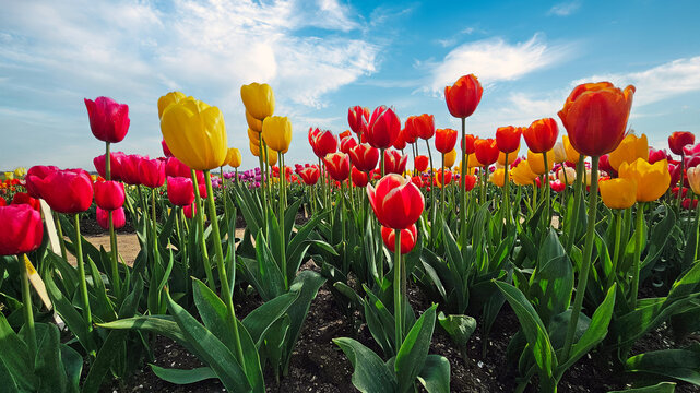 Red, yellow and orange tulips blooming in the Dutch countryside