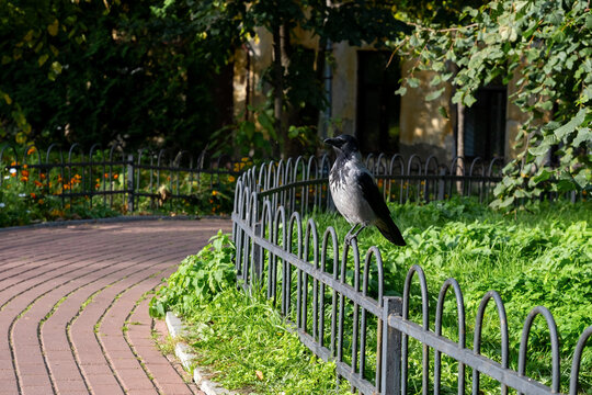 A hooded crow with gray and black plumage sits on a decorative black metal fence next to a red brick path, with green lawn, flowers, and an old building softly lit by sunlight in the background