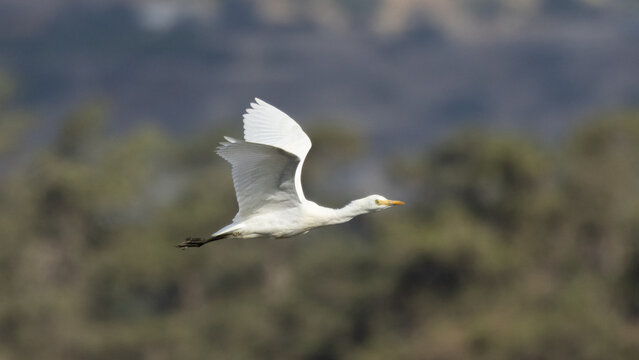 Cattle Egret (Bubulcus ibis) Flying Over the Countryside