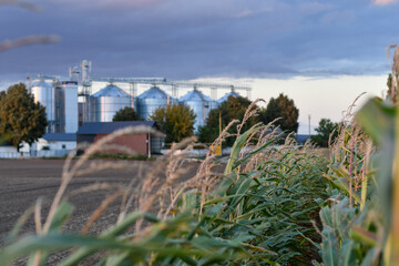 Green corn field with modern grain storage silos in background, agricultural infrastructure and food production. Selective focus.  © kyrychukvitaliy