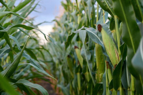 Ripe corn cob growing on the stalk in an agricultural cornfield ready for harvest. Selective focus.