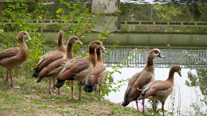 group of egyptian geese (alopochen aegyptiaca) standing by the grassy edge of a pond © Flowal93