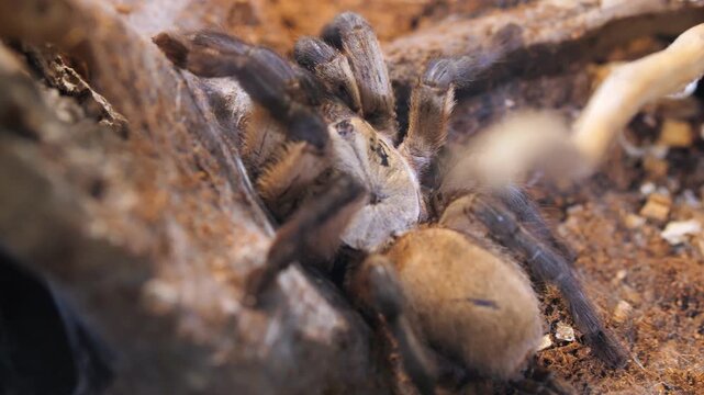 Close-up of a large tarantula on soil and wood. Spider moves slowly near roots. Ground covered with dirt and small stones. Focus shifts to show detailed legs and body