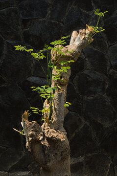 Cut moringa tree trunk sprouting fresh green shoots against stone wall background. Moringa oleifera plant growth botanical.