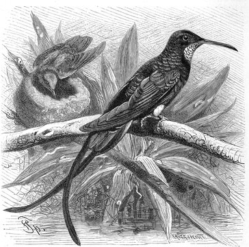 Bird, Red-naped Topaz, Topaza pella or Topaz hummingbird, Historic, digitally restored reproduction from a 19th century original