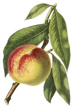 Peach of the Malta variety, digital reproduction of an original from the 19th century, original date unknown