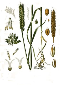 Medicinal plant, common wheat (Triticum aestivum) (Triticum vulgare Vill.), also bread wheat or seed wheat, a plant species within the family of sweet grasses, Historical, digitally restored reproduction from a 19th century original
