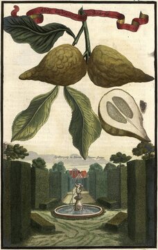 Citrus Fruit, Altri Cedrati dalla Bizaria and Trellis Walk in the Garden of Mr. Seuter, Nuremberg Hesperides, Nuremberg Hesperides, Hesperides Gardens, Nuremberg, Bavaria, Germany, digitally restored reproduction of an 18th century original, exact original date not known
