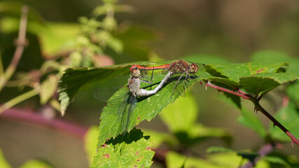 mating pair of common darter dragonflies (sympetrum striolatum) perching on a green leaf © Flowal93