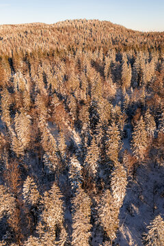 Aerial view of the snow-covered coniferous forest at Col de la Faucille, illuminated by the warm golden light of the setting sun in Gex, Auvergne-Rhone-Alpes, France.
