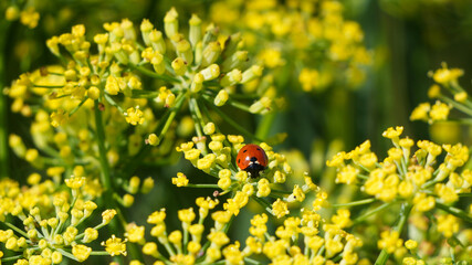 red seven-spotted ladybug (coccinella septempunctata) sitting on bright yellow fennel flowers © Flowal93