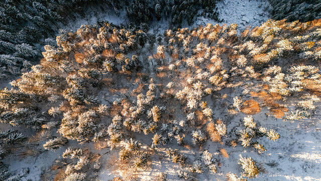 Aerial view of the snow-covered forest in the Jura with golden sunlight illuminating the treetops