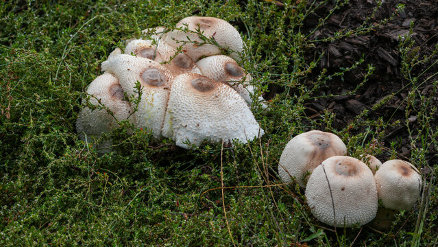 group of parasol mushrooms (macrolepiota procera) growing among green grass and ground cover