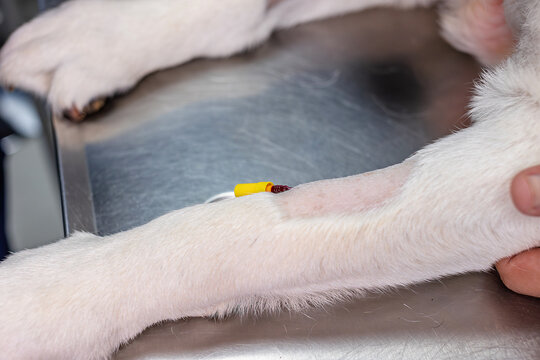 Close-up of an intravenous catheter inserted into a dog's shaved front leg during medical treatment at a veterinary clinic. Concept of animal healthcare, IV therapy, pet treatment and veterinary care.