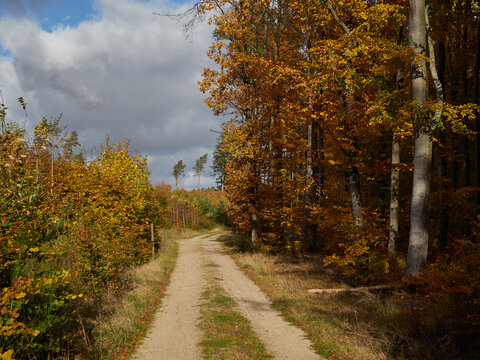 Autumn path in a dense deciduous forest