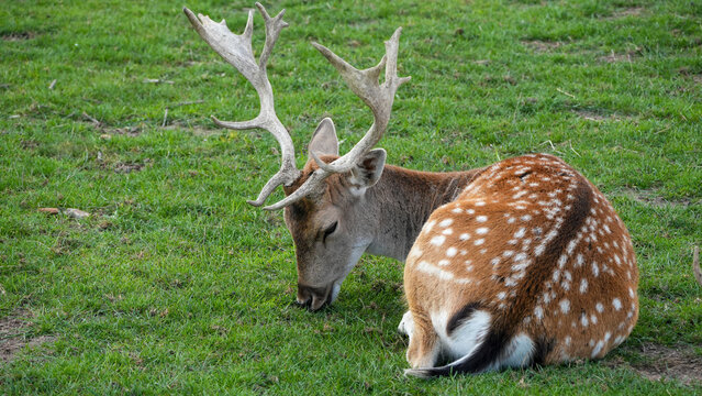 male fallow deer (dama dama) with palmate antlers resting on green meadow grass