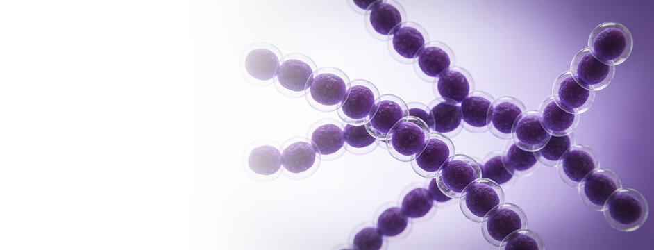 Purple chains of spherical bacteria and cocci under microscope.