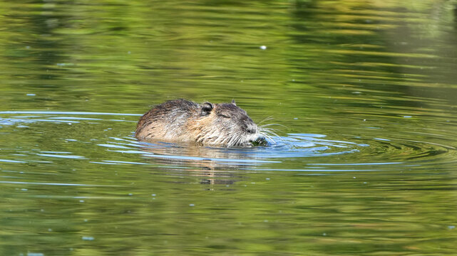 coypu or nutria (myocastor coypus) swimming in calm green river water