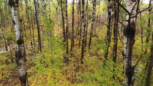 Drone flying slowly sideways in a forest of autumn colored aspen trees
