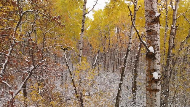 Drone flying through snow covered autumn colored aspen trees
