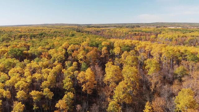 Drone flying above a richly colored autumn colored forest of aspen trees
