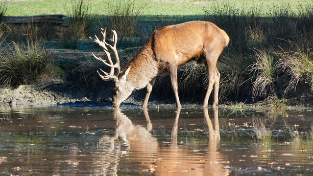 large male red deer (cervus elaphus) drinking from a quiet pond with reflection in the water