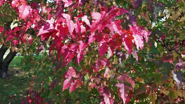 Bright red Tatar maple leaves glow in sunlight on a tree in an autumn park.