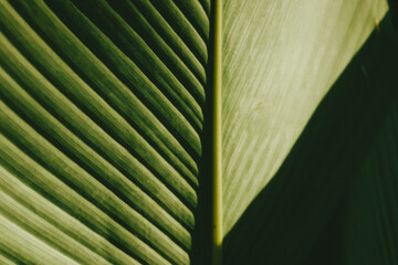 Lush Green Tropical Leaves Close Up © Mr. leo