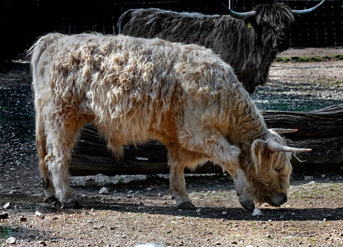Scottish cow calf  in its enclosure