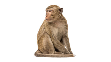 Macaque monkey portrait sitting in profile position isolated on transparent background png file format. © Highres