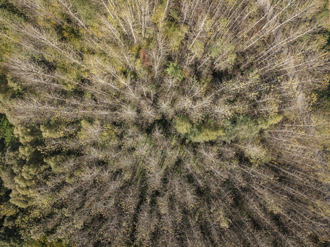 Aerial view of a dense forest with tall trees, autumn foliage, and shadows cast on the ground in Lesser Poland Voivode, Poland.