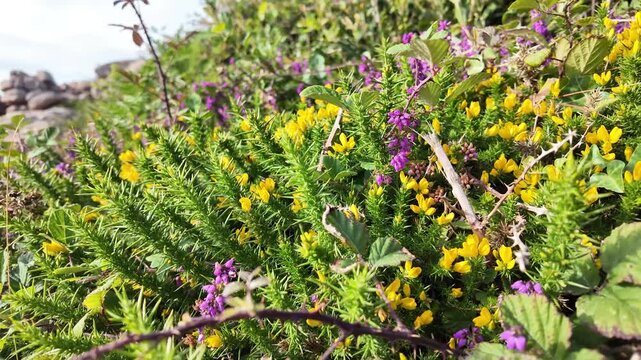 Close-up of purple heather and yellow gorse flowers growing densely among green coastal shrubs and leaves in slow motion