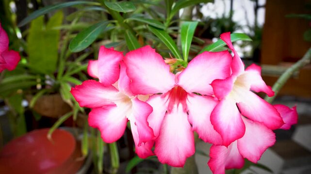 Adenium or Desert Rose single petals close up and moving shot