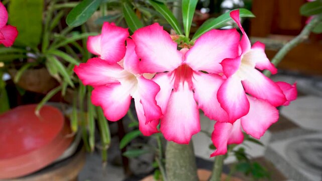Adenium or Desert Rose single petals blooming 2