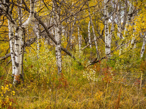 Golden Autumn Aspen Forest with White Birch Tree Trunks and Colorful Foliage