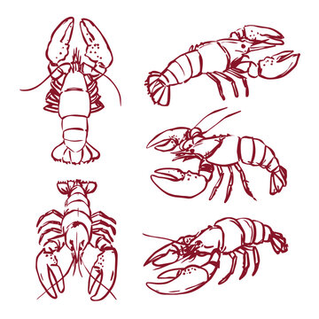Hand drawn Lobster doodle illustration vector set