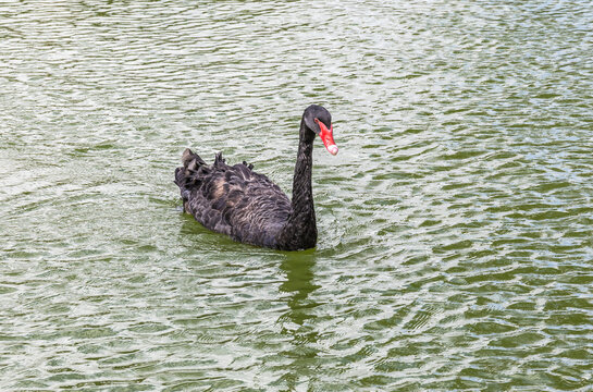 Very  beautiful majestic black swan swims in search of food in smal lushly planted pond in northern Israel