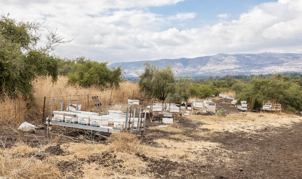 A large  apiary stands in an open area near the Hermon River in northern Israel