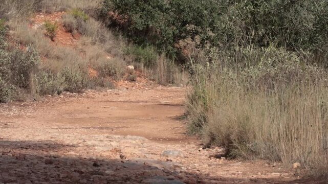 Camino de tierra entre matorral mediterr&aacute;neo con vegetaci&oacute;n movida por el viento, Alcoy, Espa&ntilde;a