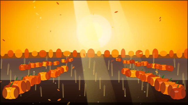 Autumn pumpkin patch farm animation with rows of ripe orange pumpkins on agricultural field under glowing sunset sunbeams and falling leaves for Thanksgiving seasonal farm harvest concept