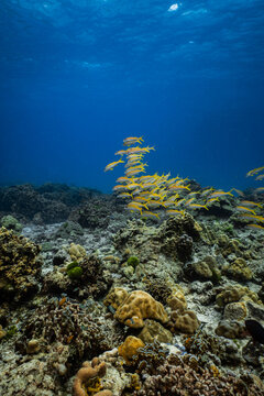 School of yellowfin goatfish swimming over healthy coral reef in ocean.