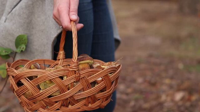 Harvest of forest mushrooms in a wicker basket close-up. Girl carries a wicker basket with freshly picked forest mushrooms. Cozy autumn hobby, quiet hunting, unity with nature