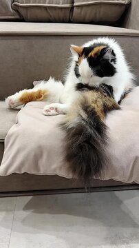 A Calico Cat Engaged in Grooming atop a Plush Sofa, Exhibiting Its Beautiful Fur Patterns and Relaxed Posture
