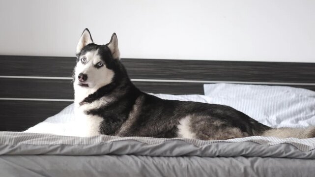 Pet friendly furniture and bed frame ad, siberian husky lying on grey blanket in front of dark headboard. Bedroom furniture store concept, husky lies on bed and looks at camera