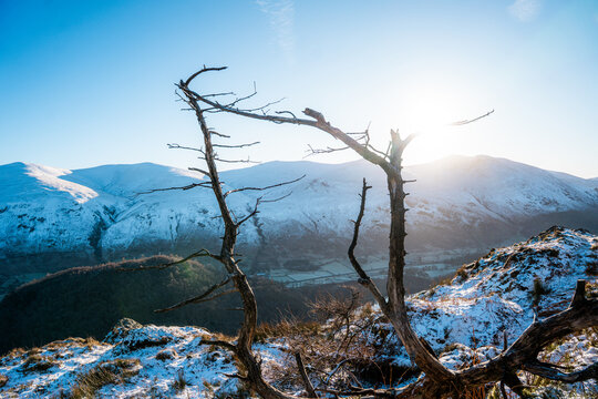Aerial view of Lake District National Park featuring a gnarled dead tree in the foreground against snow-covered mountain peaks under a bright sun in England, United Kingdom.