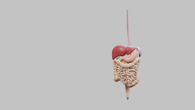 Human digestive system internal organs 3d rendering model