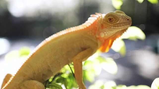 Yellow iguana on the green tree