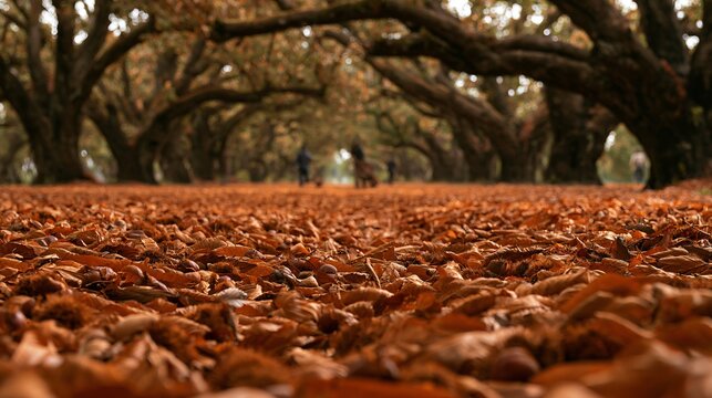 A low ground-level perspective follows a trail of chestnuts scattered beneath towering orchard trees, with copper leaves forming a textured carpet and distant workers appearing softly out of focus